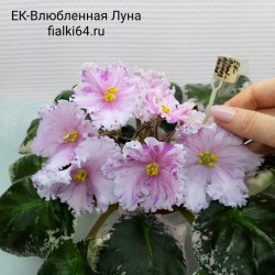 ЕК-Влюблённая Луна (Коршунова)  